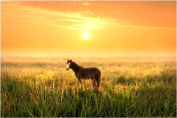 夢見身穿白色婚紗有什麼意思嗎_周公解夢官網