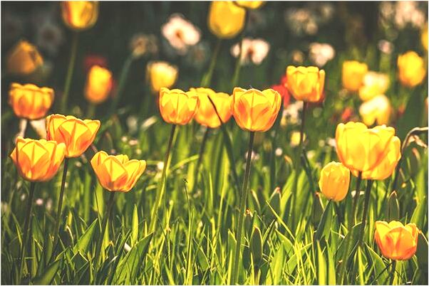 夢到夢想晚上回家有什麼說法_周公解夢官網