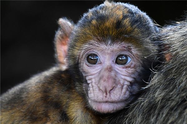 夢見猴頭是不是好的徵兆呢_周公解夢