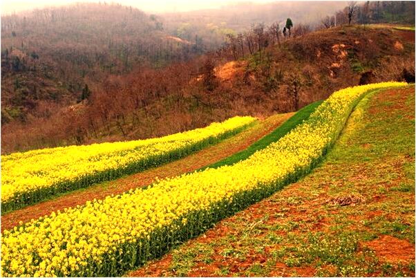 夢見跌倒廁所和蛆預兆了什麼嗎_周公解夢官網