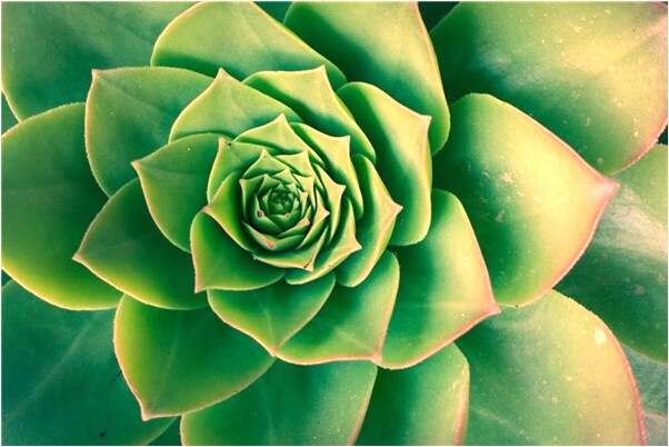 夢到很多餅是啥意思_周公解夢官網