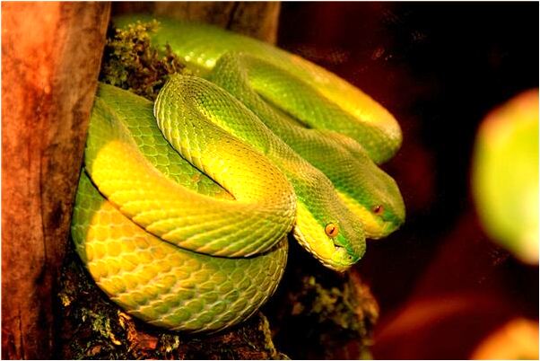 夢到螄子被我掐死有什麼預兆_周公解夢官網