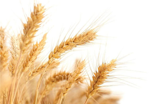 夢見麥子黃了是啥意思_周公解夢