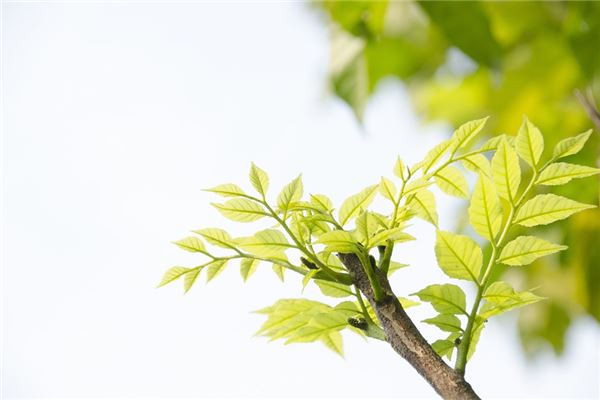 夢見桃樹發芽預示什麼_周公解夢