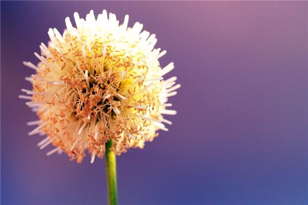 夢到合子代表著什麼？_周公解夢