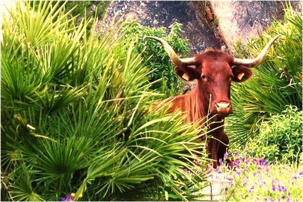 夢到了接生兩個男嬰預示什麼_周公解夢官網