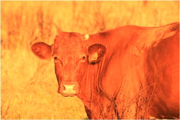 夢到父親死於飛機失事有什麼寓意嗎_周公解夢官網