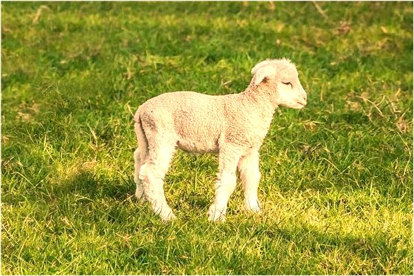 夢到自己在做愛是啥意思_周公解夢官網