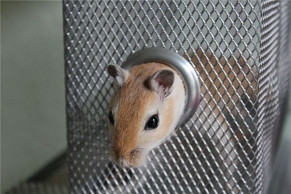 96年5月屬鼠的適合婚配有誰_十二生肖