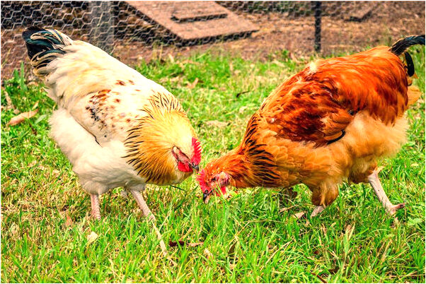 夢到了別人給家人送書意味著什麼_周公解夢官網