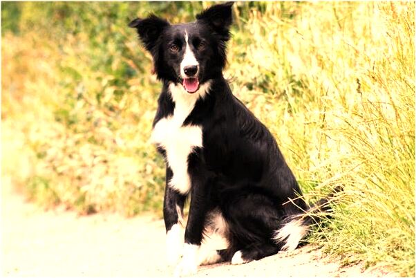 夢到一條被殺的魚在水裡游意味著什麼_周公解夢官網