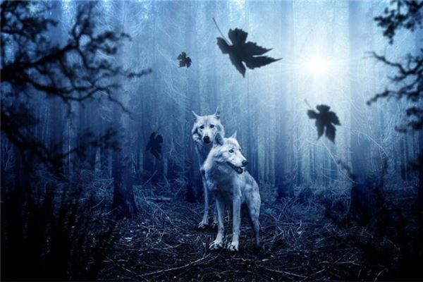 夢到被狼追_周公解夢