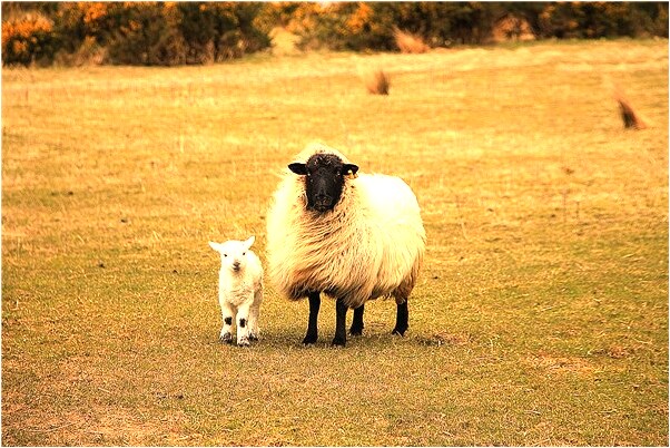 夢到了紅色輓聯預示了什麼_周公解夢官網