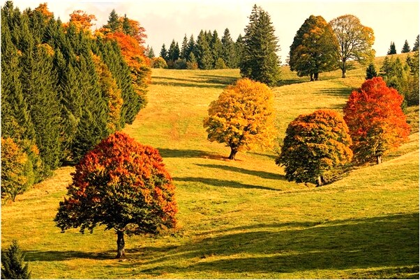 夢到自己家裡添人口是什麼兆頭_周公解夢官網