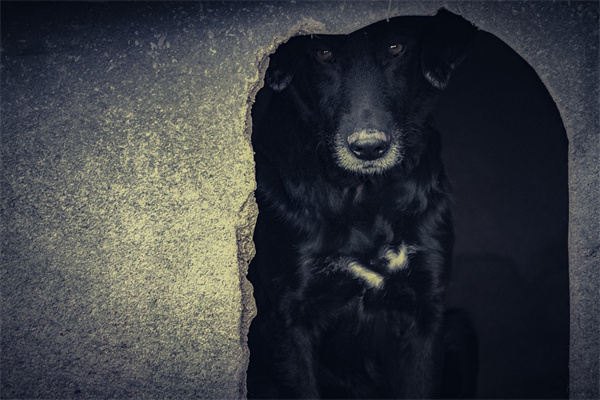 夢到狗洞有什麼意思_周公解夢