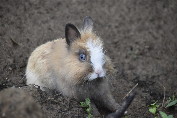1963年屬兔婚姻如何_十二生肖