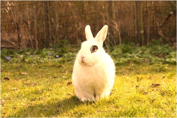 夢到自己和別人結婚了是咋回事_周公解夢官網