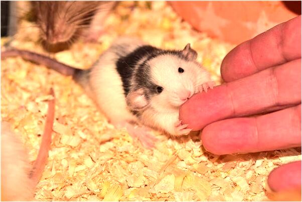 夢見很多鼻屎有什麼說法_周公解夢官網