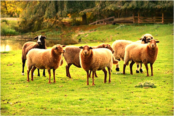 夢到見被人陷害用槍打是不是好的徵兆呢_周公解夢官網