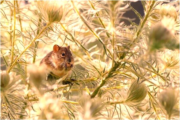 夢到一匹小馬追我是吉兆嗎?_周公解夢官網