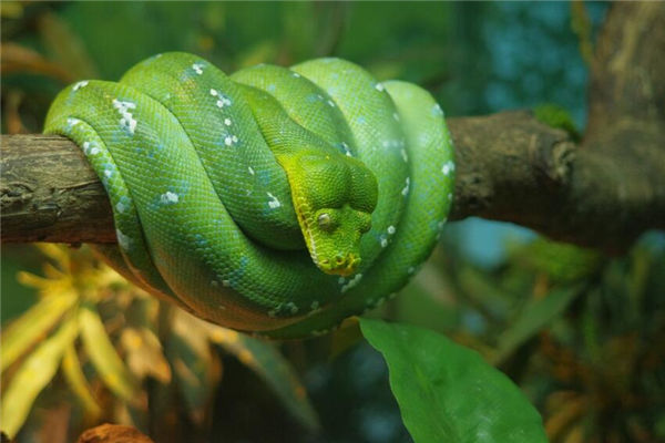 生肖屬蛇的人出生年份_十二生肖