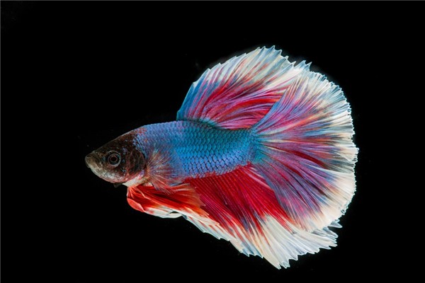 夢到了魚入懷有什麼意思嗎_周公解夢