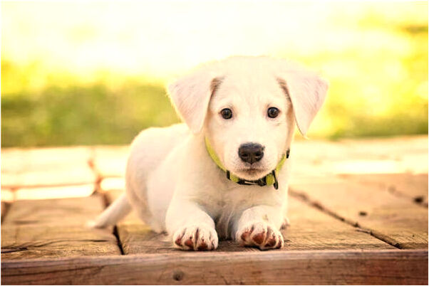 夢到紅色的魚其中一條綠的預示什麼_周公解夢官網