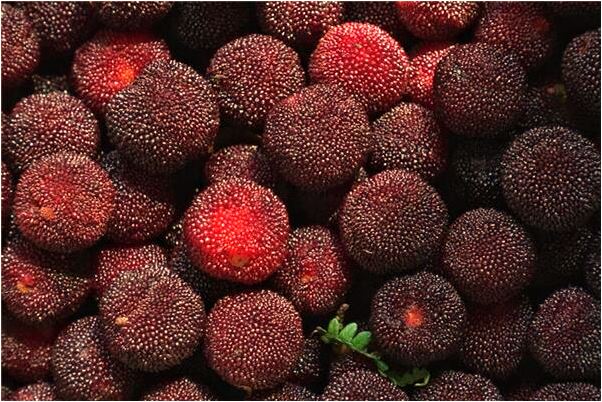 夢見木質龍柱發芽並立起龍柱是什麼徵兆_周公解夢官網