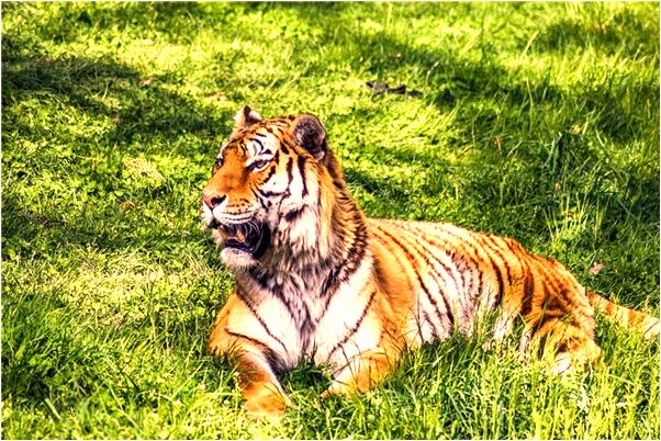 夢見老闆哭窮是好事還是壞事_周公解夢官網