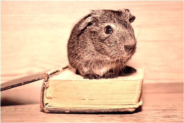 夢到蛇斷成兩斷還咬了我腳意味著什麼_周公解夢官網