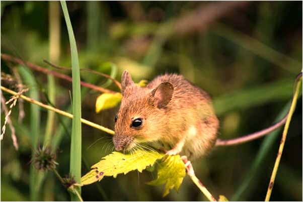 夢到了遊戲裡的老公是什麼意思_周公解夢官網