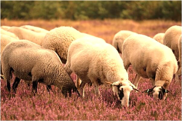 夢到在外的家人離家出走是吉兆嗎?_周公解夢官網