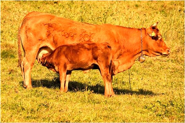 夢到豹子抓魚然後離開會有什麼預兆_周公解夢官網
