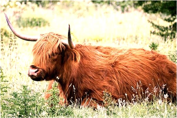 夢見困在海里被救起意味什麼_周公解夢官網