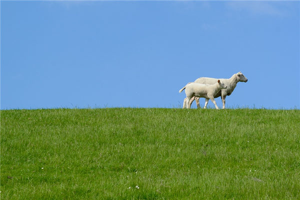 1979年生肖羊性格怎樣_十二生肖