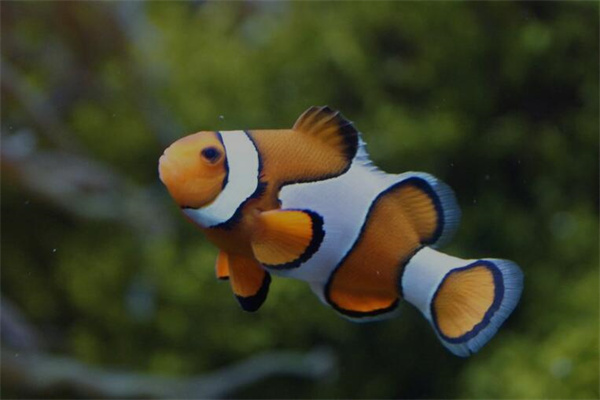 夢見各種魚是啥預兆_周公解夢