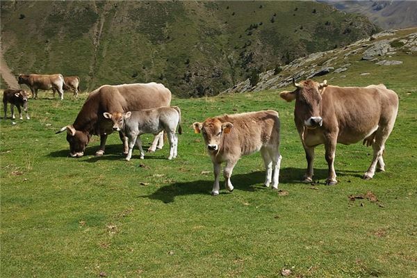 2021屬牛運勢_十二生肖