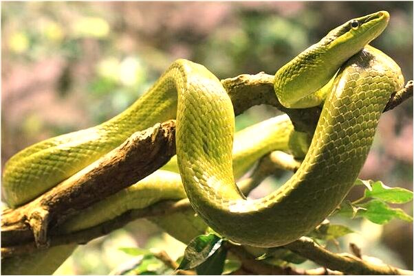夢到水中有怪物是什麼啟示_周公解夢官網