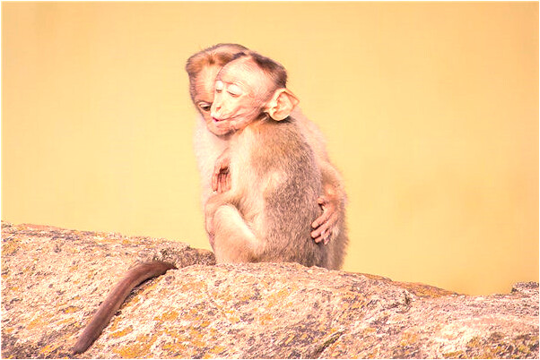 夢到哥哥生病住院是什麼兆頭_周公解夢官網