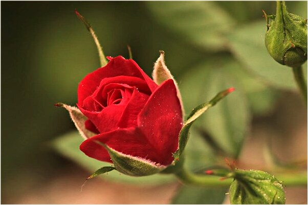 夢見拜見自己的老族中有什麼徵兆_周公解夢官網