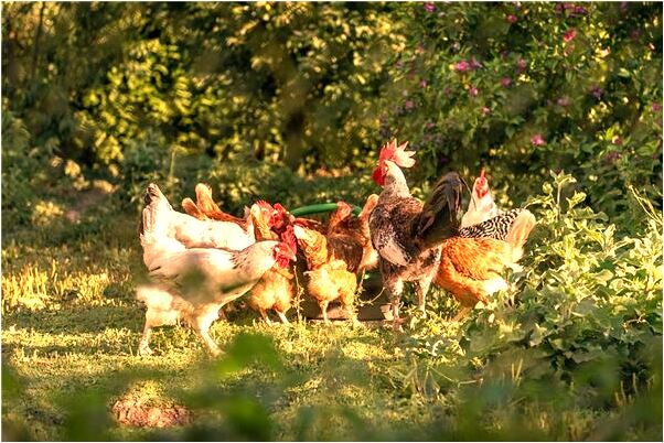 夢到救人逃亡怎么說_周公解夢官網