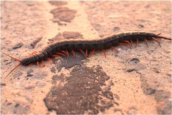 夢到騎馬車是什麼意思_周公解夢官網