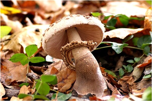 夢見女人抱著孩子找我是什麼徵兆_周公解夢官網