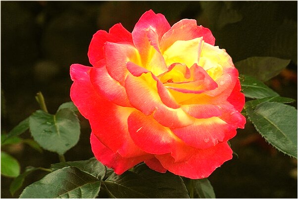 夢到流水裡有食油是怎么回事_周公解夢官網