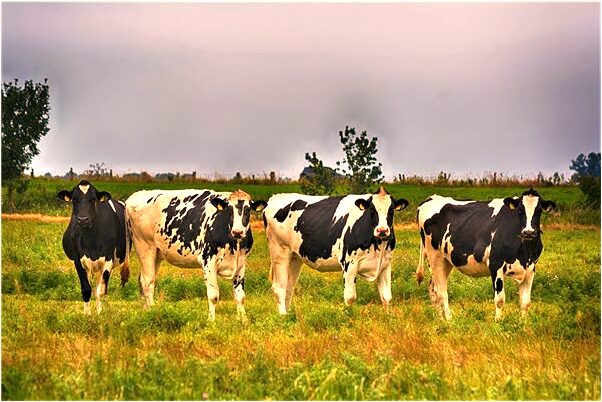 夢到了自己工作轉正了有什麼意思_周公解夢官網