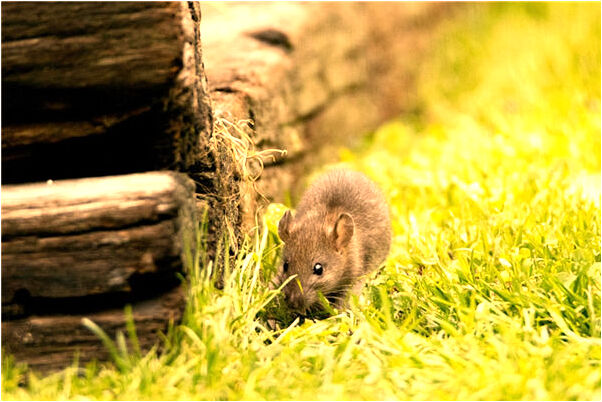 夢見看恐怖片中斷會是什麼預兆_周公解夢官網