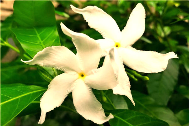 夢到外婆成仙有什麼含義_周公解夢官網