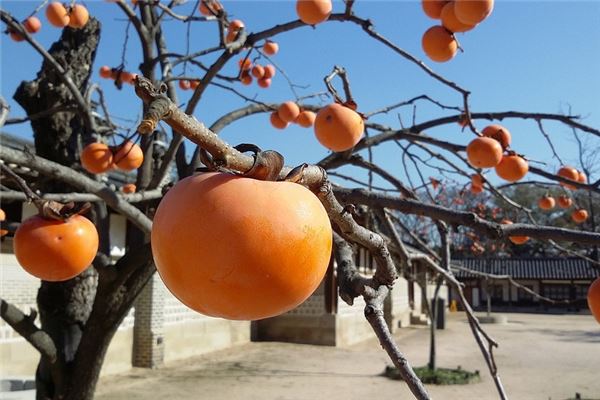 夢到滿樹的柿子啥意思_周公解夢