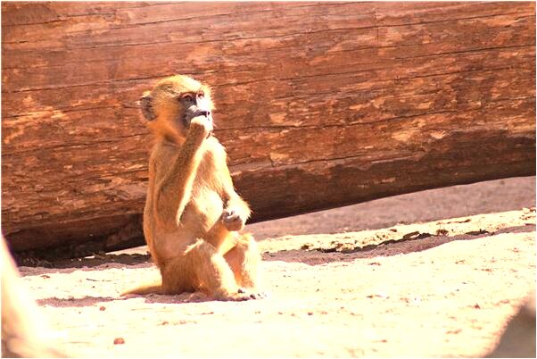 夢到了我被人追殺死了有什麼預兆_周公解夢官網