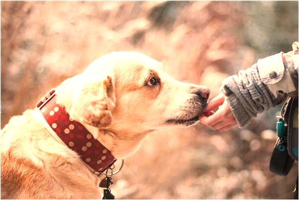 夢到一條黑蟒蛇預示什麼_周公解夢官網
